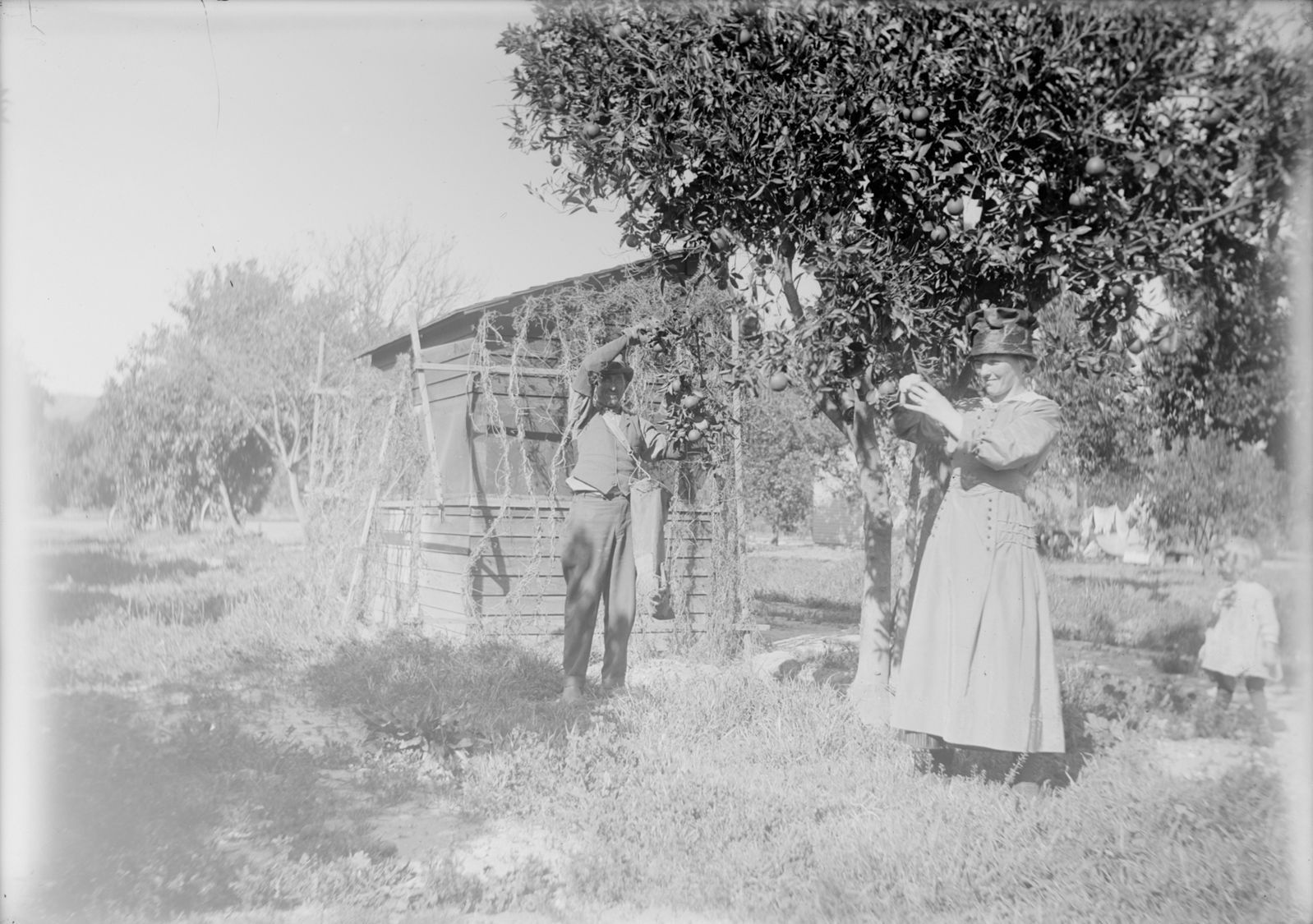 Fruit trees.tif